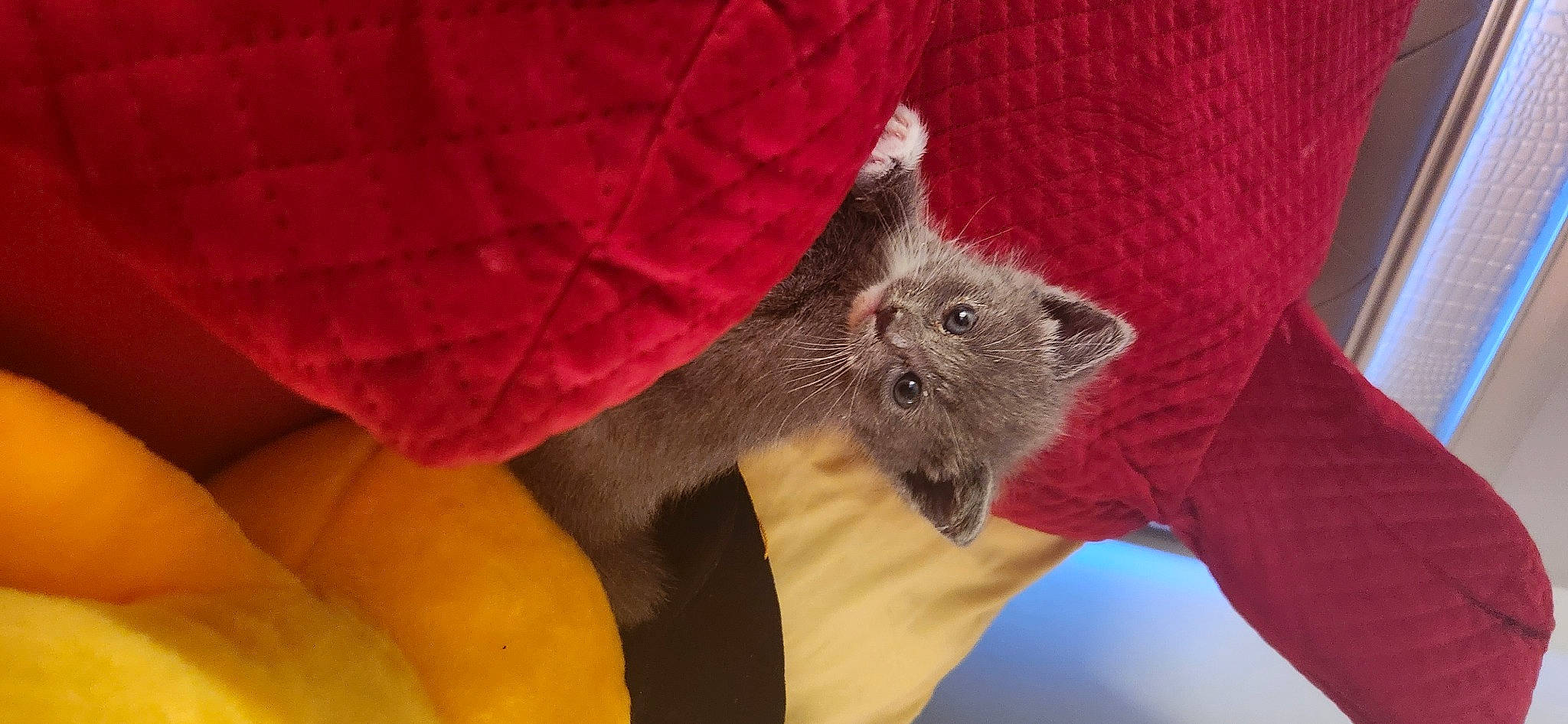 Billy joined the competition — help win amazing prizes! bat, carmine, carnivore, claw, comfort, coquelicot, domestic_short_haired_cat, fawn, felidae, fur, grey, petal, plant, russian_blue, small_to_medium_sized_cats, snout, tail, terrestrial_animal, tree, whiskers