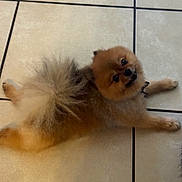 Milo is registered to the contest to win money with this photo: animal, brown_fur, companion_animal, cute, dog, floor, fluffy, indoors, long_hair, looking_at_camera, lying_down, orange_fur, paws, pet, portrait, puppy, relaxed, small_dog, tail, tile_floor