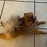animal, brown_fur, companion_animal, cute, dog, floor, fluffy, indoors, long_hair, looking_at_camera, lying_down, orange_fur, paws, pet, portrait, puppy, relaxed, small_dog, tail, tile_floor