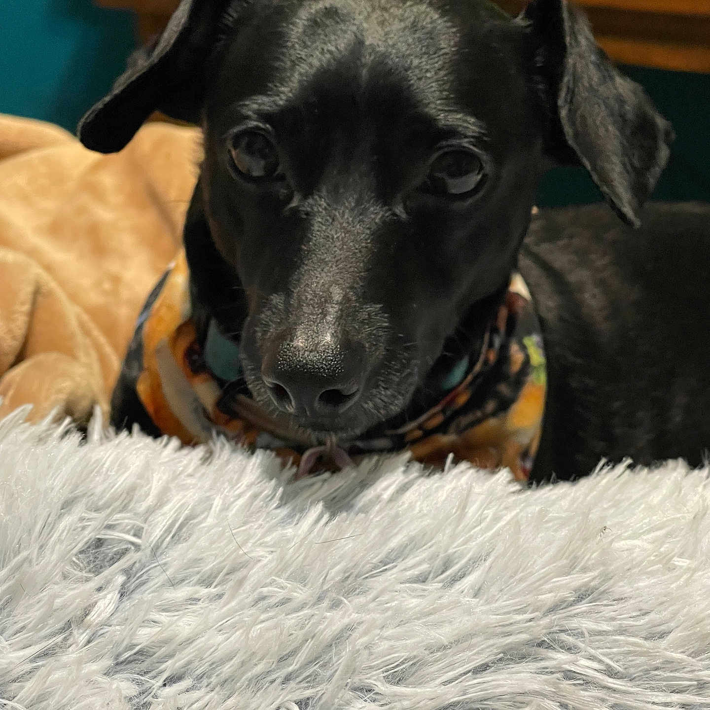 Ranger joined the competition — help win amazing prizes! accessories, animal, ball, bulldog, canine, collar, couch, dog, furniture, homedecor, hound, indoors, labradorretriever, pet, pointer, puppy, snout, sport, tennis, tennisball