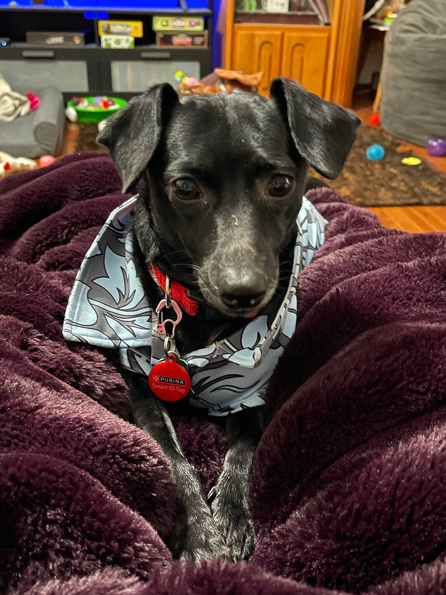Ranger is registered to the contest to win money with this photo: accessories, adult, animal, blanket, canine, couch, dog, face, furniture, homedecor, hound, indoors, labradorretriever, linen, male, man, person, pet, pointer, puppy