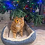 cat, orange_tabby, pet_bed, christmas_tree, christmas_lights, indoor, flooring, holiday, decorations, cozy, fur, cute, animal, domestic_cat, curious, feline, soft, relaxed, warm, festive