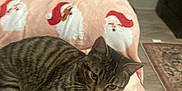 Dishy is registered to the contest to win money with this photo: cat, tabby_cat, pet, animal, feline, striped, resting, blanket, santa_claus, holiday, indoor, cozy, cute, fur, ears, whiskers, floor, carpet, furniture, home