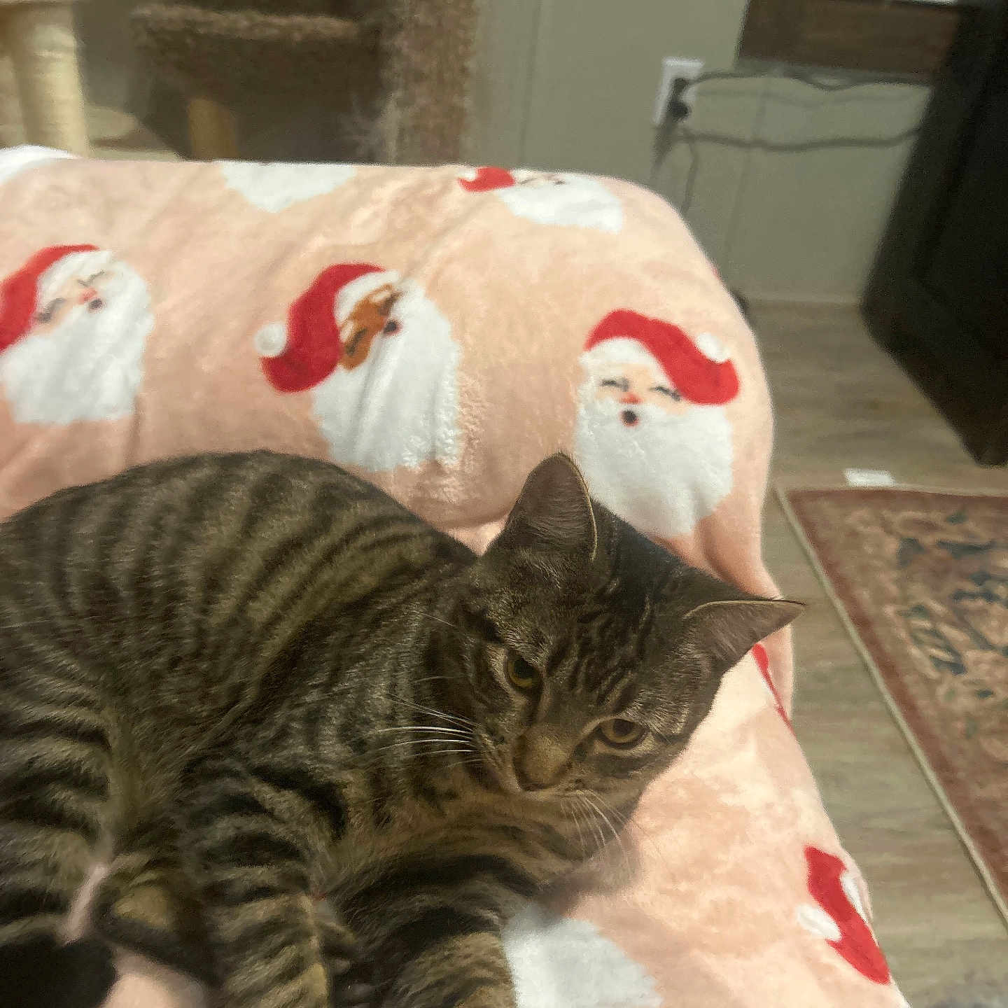 Dishy is registered to the contest to win money with this photo: animal, blanket, carpet, cat, cozy, cute, ears, feline, floor, fur, furniture, holiday, home, indoor, pet, resting, santa_claus, striped, tabby_cat, whiskers