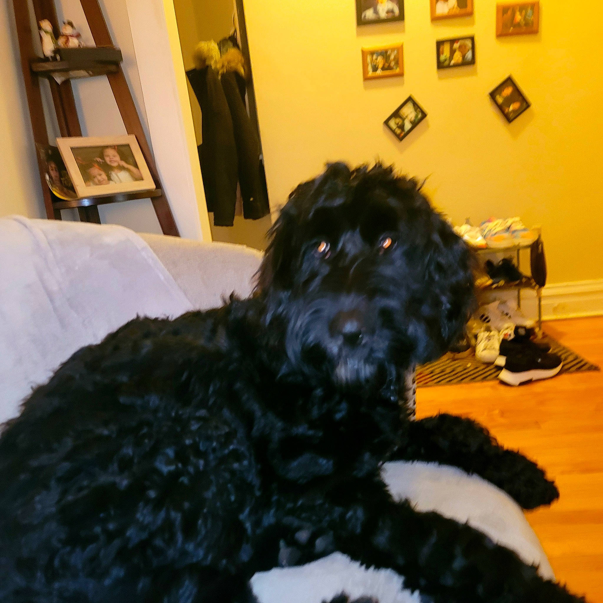 Maximus joined the competition — help win amazing prizes! canidae, carnivore, companion_dog, dog, dog_breed, dog_collar, fur, labradoodle, non_sporting_group, picture_frame, shelf, small_terrier, snout, sporting_group, terrier, toy_dog, water_dog, working_animal, yorkipoo