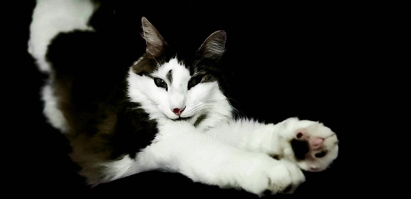 Khovou a rejoint le concours — aidez-le/la à gagner de superbes lots ! art, carnivore, cat, claw, darkness, domestic_short_haired_cat, felidae, fur, monochrome_photography, paw, plant, small_to_medium_sized_cats, snout, tail, terrestrial_animal, tree, whiskers