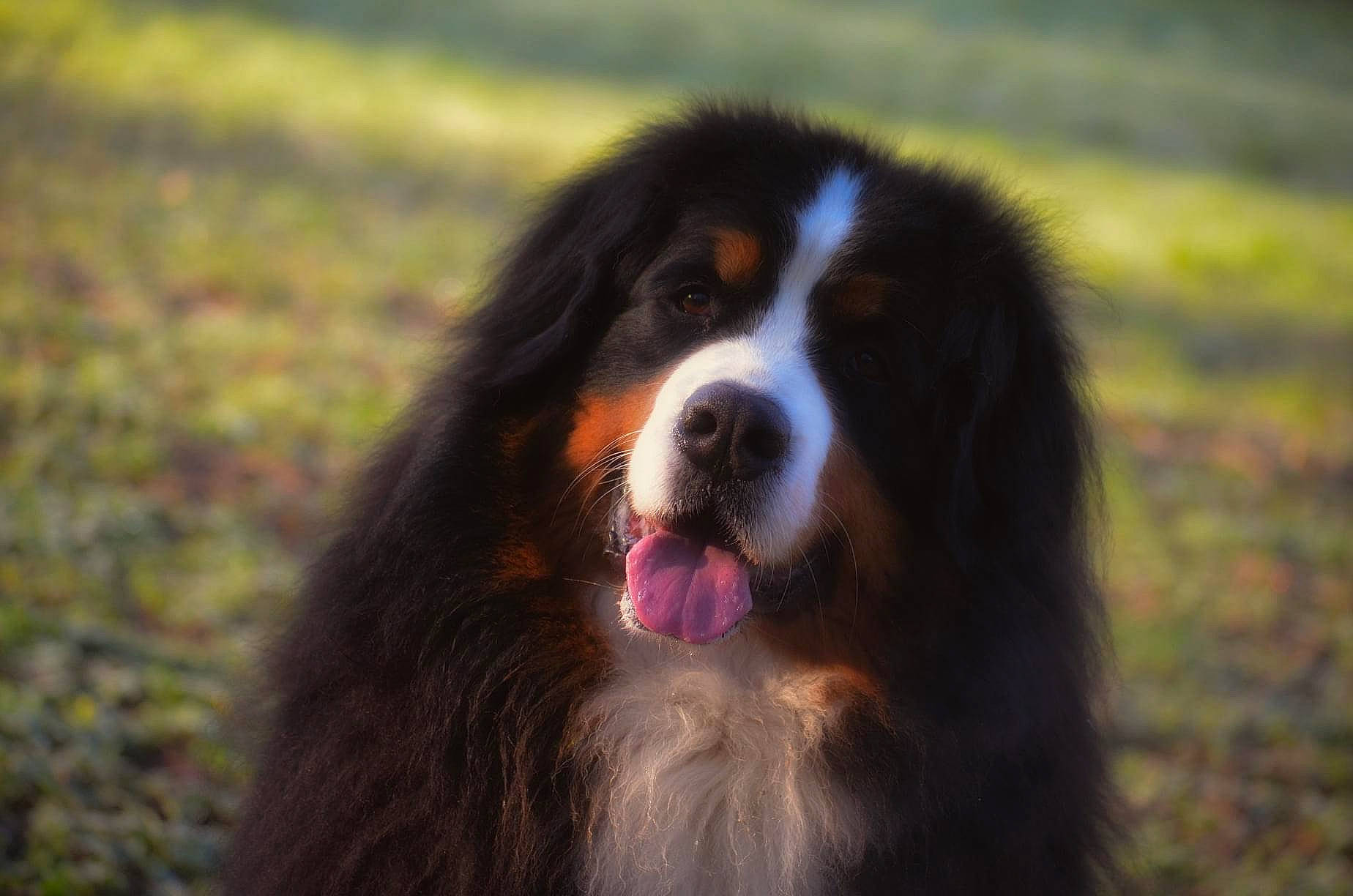 Mayla participe au concours pour gagner de l'argent avec cette photo : bernese_mountain_dog, border_collie, carnivore, companion_dog, dog, dog_breed, grass, herding_dog, plant, snout, sporting_group, terrestrial_animal, whiskers, working_dog