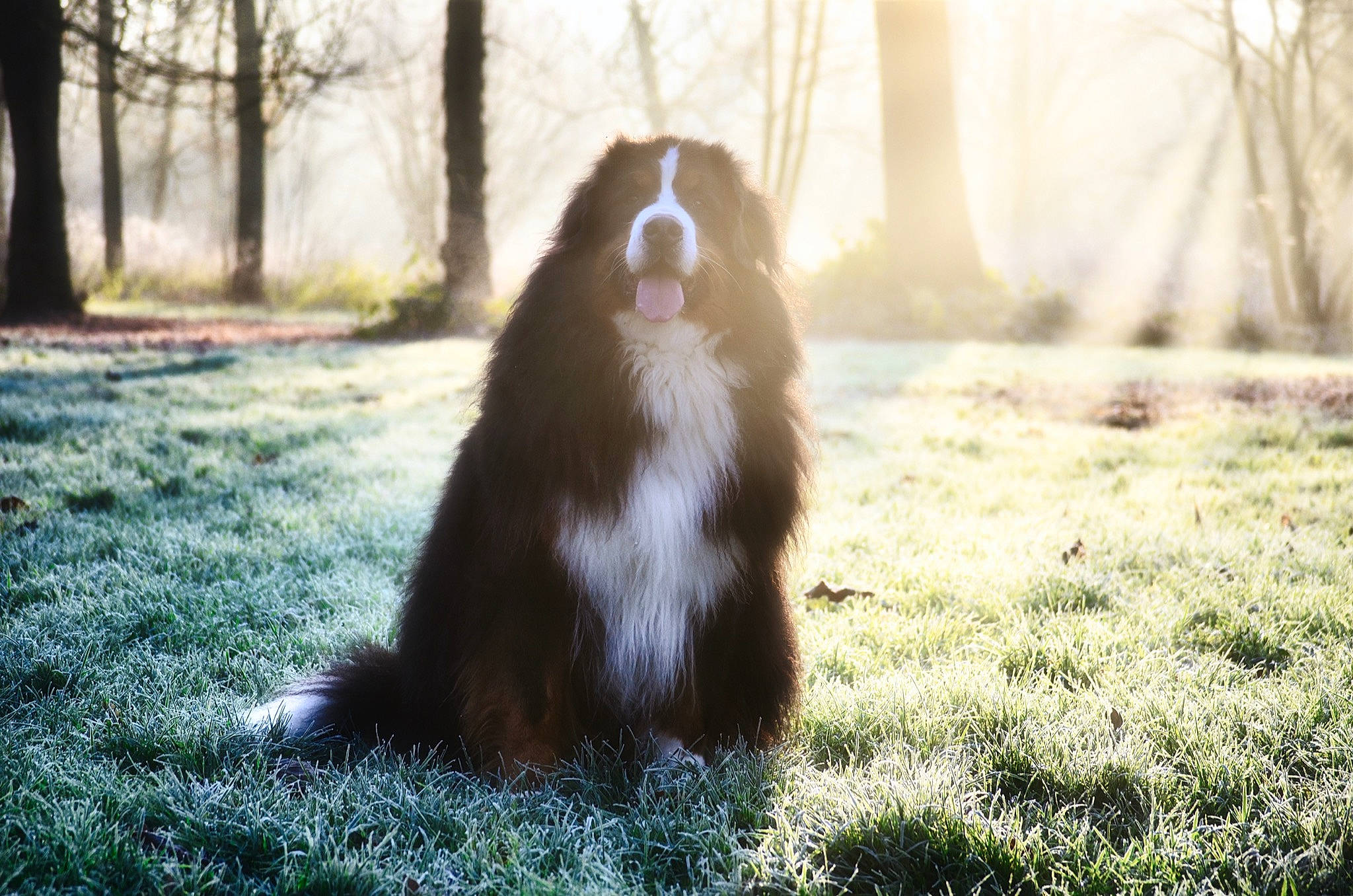 Mayla a rejoint le concours — aidez-le/la à gagner de superbes lots ! canidae, carnivore, companion_dog, dog, dog_breed, forest, fur, giant_dog_breed, grass, herding_dog, liver, plant, snout, sporting_group, terrestrial_animal, tints_and_shades, tree, wildlife, wood, working_dog