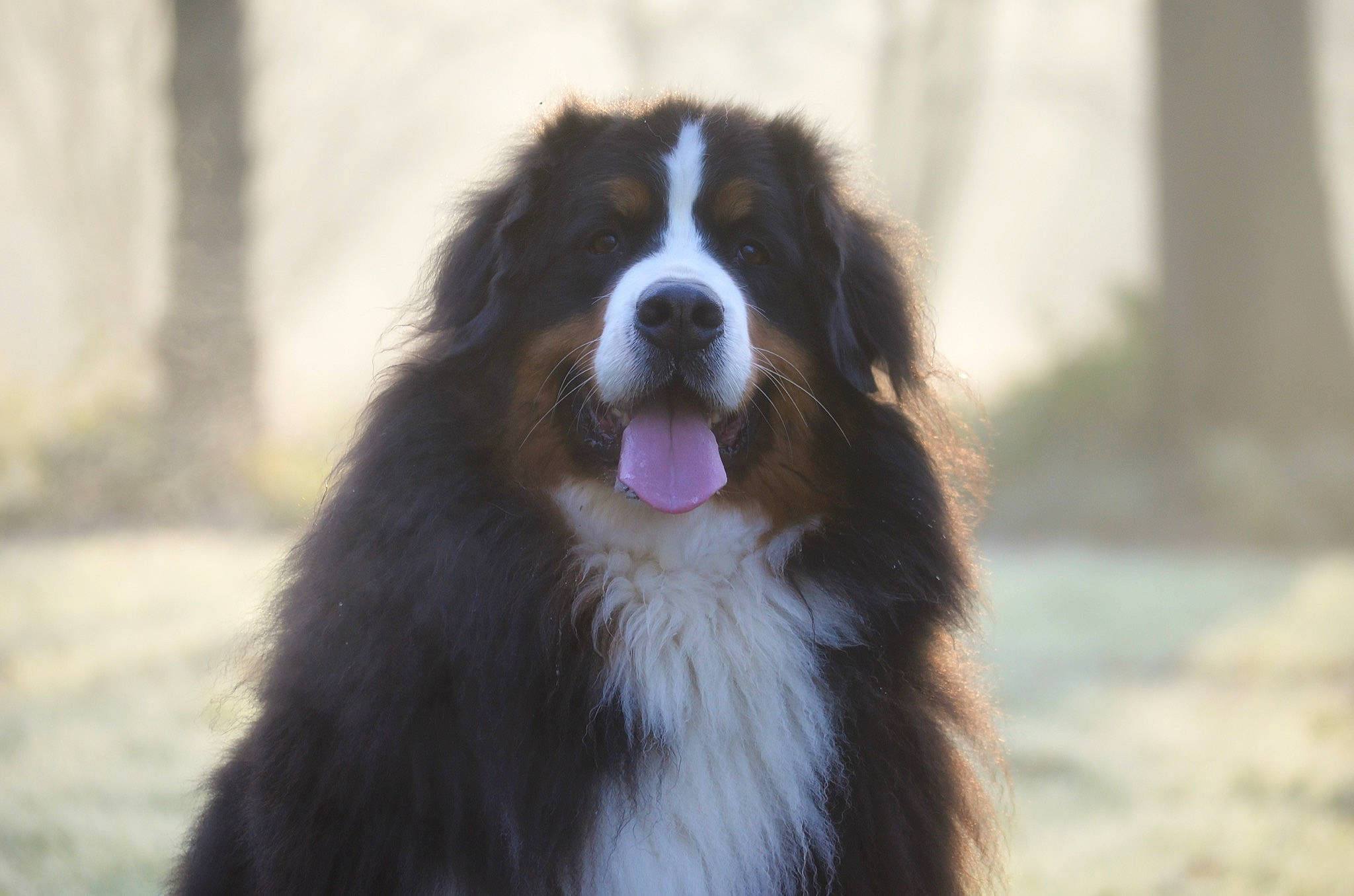 Mayla participe au concours pour gagner de l'argent avec cette photo : australian_collie, australian_shepherd, bernese_mountain_dog, border_collie, carnivore, companion_dog, dog, dog_breed, fur, herding_dog, plant, sporting_group, terrestrial_animal, whiskers, working_dog