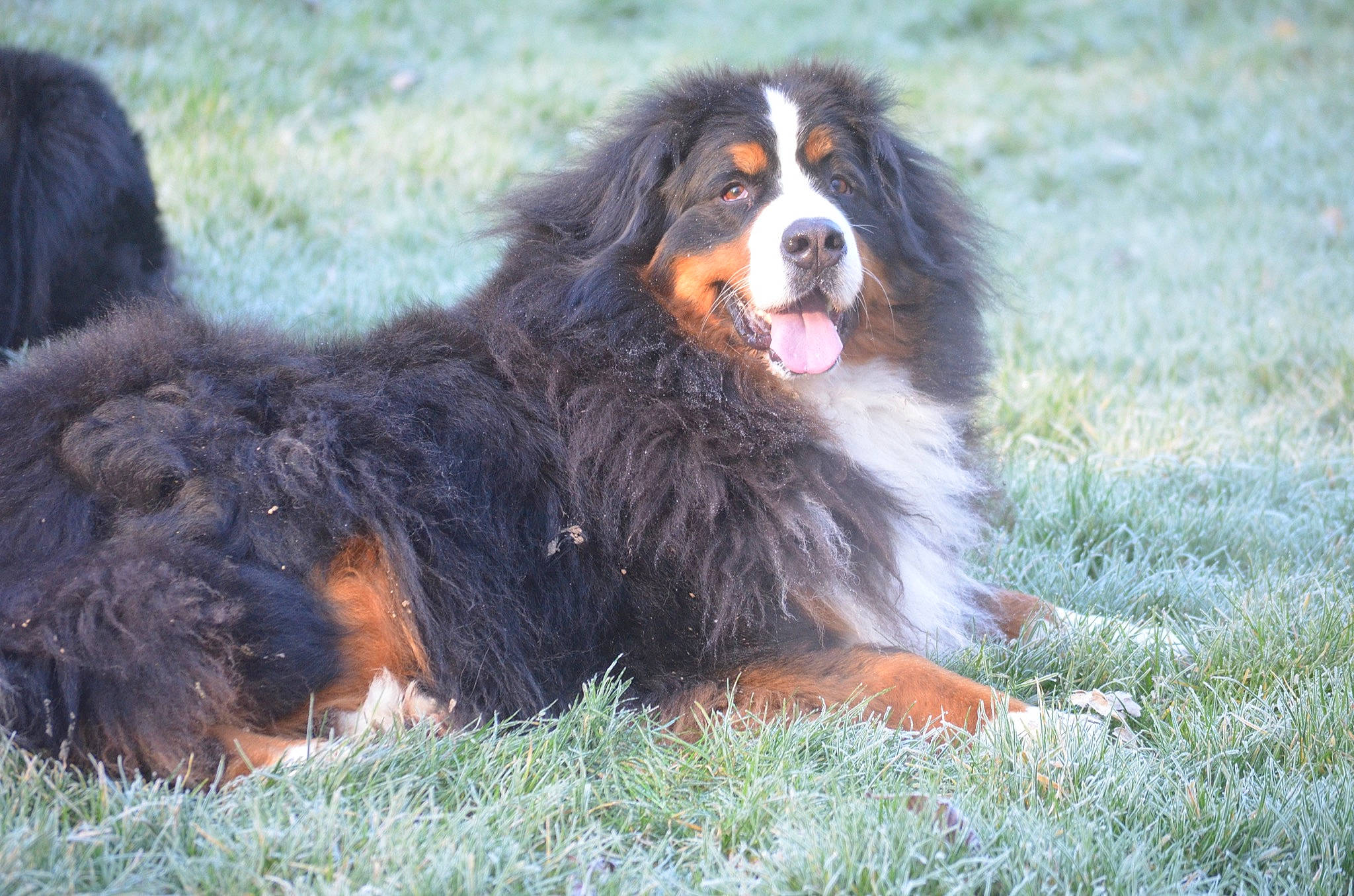 Mayla a rejoint le concours — aidez-le/la à gagner de superbes lots ! bernese_mountain_dog, canidae, carnivore, companion_dog, dog, dog_breed, grass, herding_dog, plant, snout, sporting_group, terrestrial_animal, working_dog