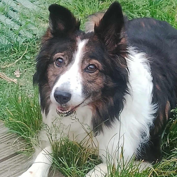 Layko a rejoint le concours — aidez-le/la à gagner de superbes lots ! dog, border_collie, canine, pet, animal, fur, outdoor, grass, wooden_deck, brown, white, ears, face, eyes, snout, paws, nature, laying_down, friendly, happy