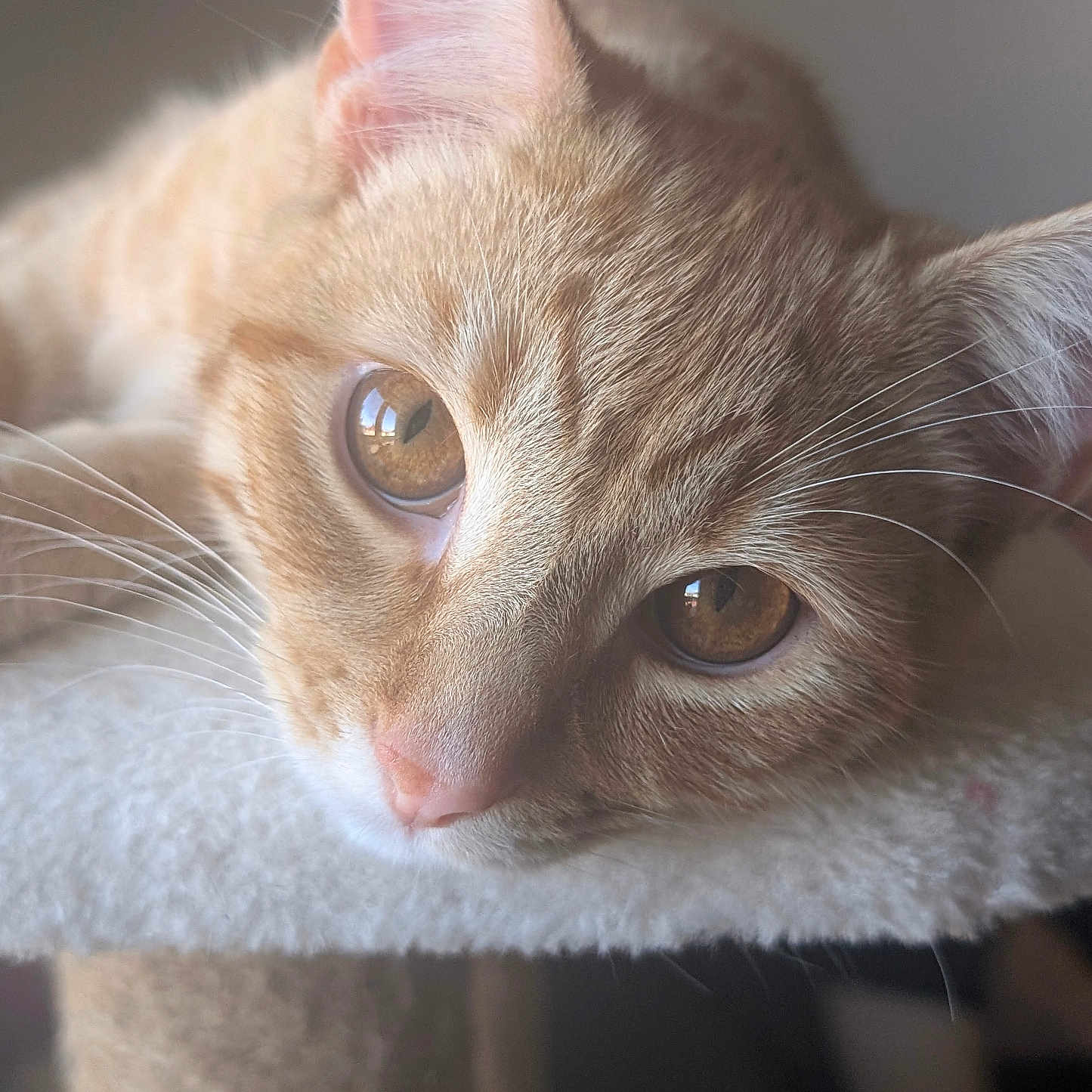 Mister Biscuit