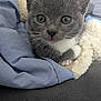 kitten, cat, gray_cat, white_paw, close_up, blanket, fabric, cozy, cute, pet, indoor, fur, whiskers, animal, young, resting, soft, curious, eyes, portrait