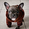 Athéna a rejoint le concours — aidez-le/la à gagner de superbes lots ! adorable, animal, brindle, brown_hoodie, canine, clothing, cute, dog, ears, floor, french_bulldog, fur, indoor, looking_up, pet, portrait, puppy, small, tile, young