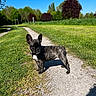 alert, animal, blue_sky, brindle, canine, curious, daytime, dog, french_bulldog, grass, greenery, nature, outdoor, path, pet, puppy, summer, sunlight, trees, walking_path