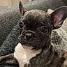 animal, brindle, canine, close_up, comfortable, couch, cute, dog, ears, eyes, french_bulldog, fur, indoor, pet, portrait, puppy, resting, snout, texture, young