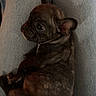 Athéna participe au concours pour gagner de l'argent avec cette photo : animal, brindle, closeup, companion, cozy, cute, denim, dog, ears, french_bulldog, fur, indoors, jeans, lap, legs, pet, puppy, resting, small, snout