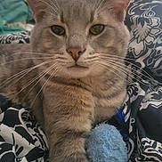 Loki joined the competition — help win amazing prizes! cat, gray_tabby, pet, animal, feline, close_up, whiskers, toy, blue_toy, feather, blanket, patterned_blanket, indoor, fur, relaxed, cute, domestic_cat, resting, front_paw, bedroom