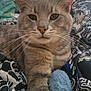 Loki is registered to the contest to win money with this photo: cat, gray_tabby, pet, animal, feline, close_up, whiskers, toy, blue_toy, feather, blanket, patterned_blanket, indoor, fur, relaxed, cute, domestic_cat, resting, front_paw, bedroom