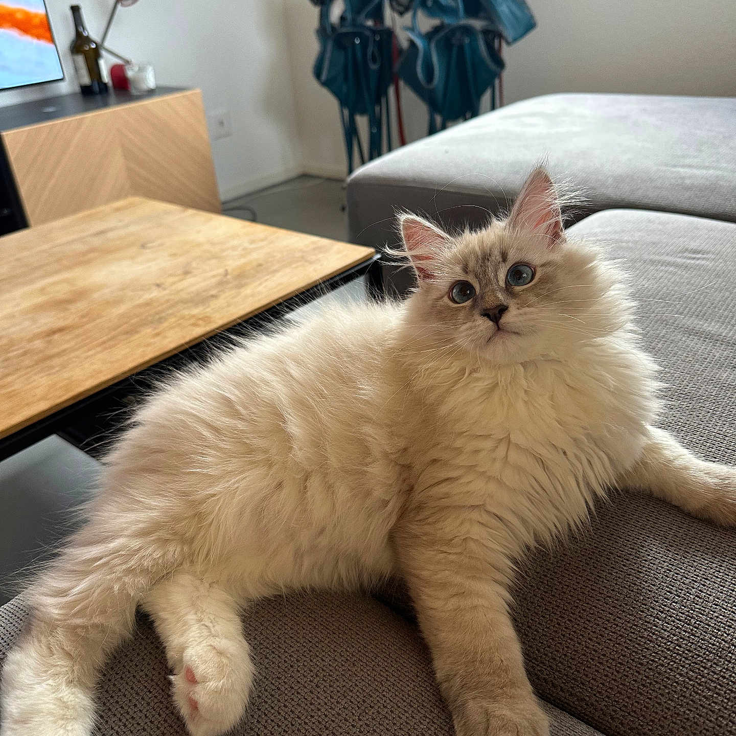 Aiko a rejoint le concours — aidez-le/la à gagner de superbes lots ! blue_eyes, cat, couch, cozy, cream_colored, curious, ears, feline, fluffy, folded_chairs, fur, home, indoor, living_room, paw, pet, relaxed, soft_light, whiskers, wooden_table