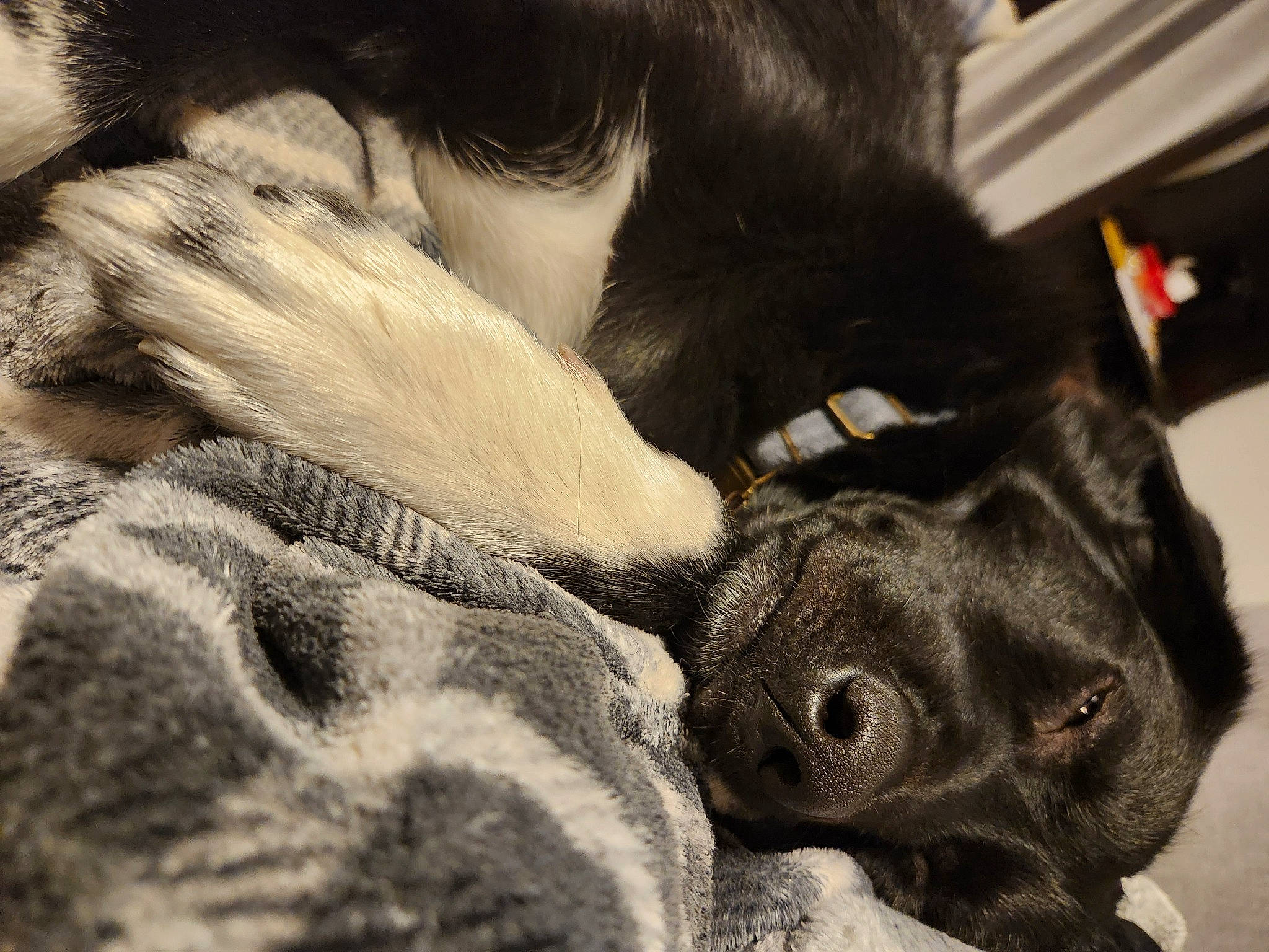 Nova joined the competition — help win amazing prizes! canidae, carnivore, comfort, companion_dog, dog, dog_breed, ear, fawn, felidae, fur, human_leg, liver, nap, paw, snout, sporting_group, tail, whiskers, working_animal, wrinkle