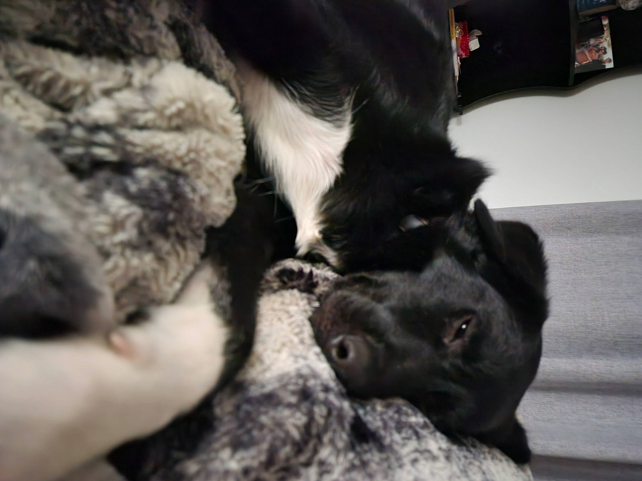 Nova is registered to the contest to win money with this photo: canidae, carnivore, claw, comfort, companion_dog, dog, dog_breed, felidae, fur, gesture, liver, nap, paw, puppy, small_to_medium_sized_cats, sporting_group, tail, terrestrial_animal, whiskers, working_animal