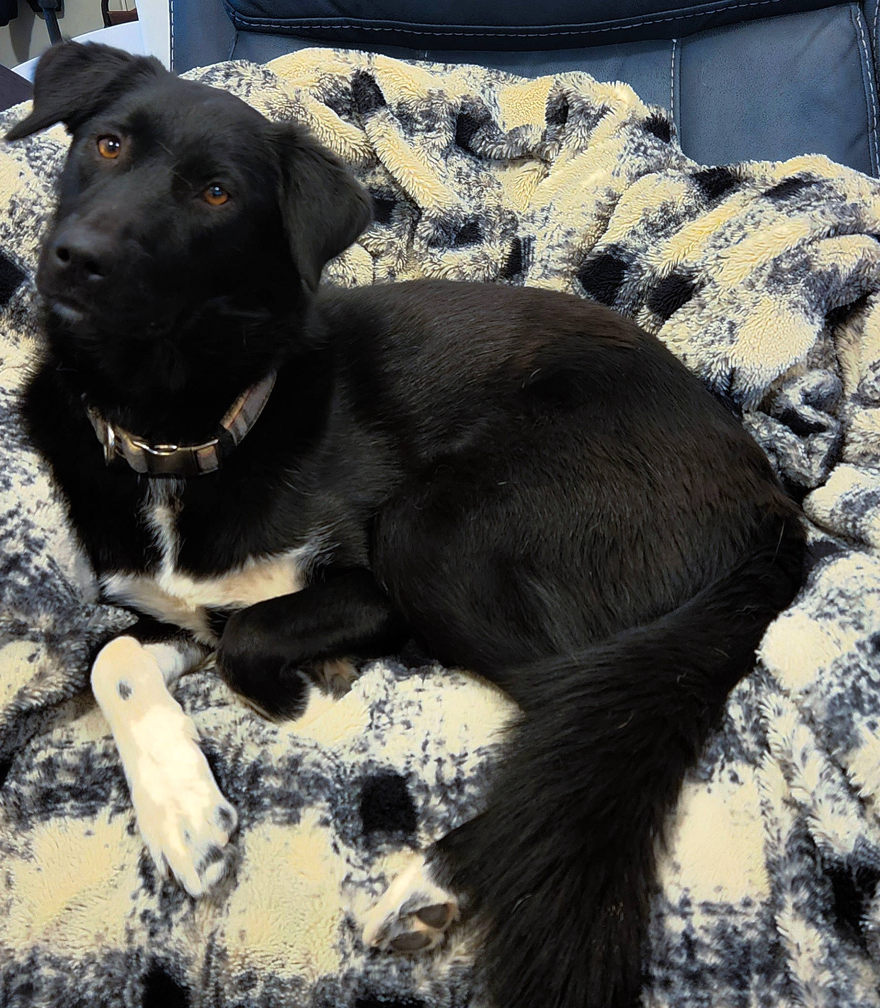 Nova joined the competition — help win amazing prizes! borador, canidae, carnivore, collar, comfort, companion_dog, couch, dog, dog_breed, dog_collar, flowerpot, fur, guard_dog, gun_dog, snout, sporting_group, terrestrial_animal, whiskers, working_animal, working_dog