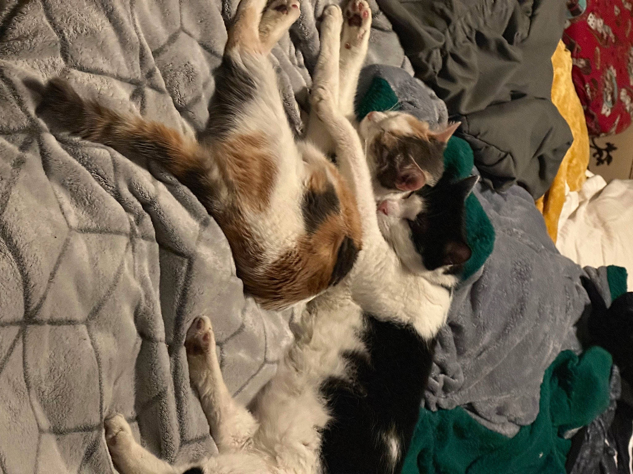 Buttercup is registered to the contest to win money with this photo: canidae, carnivore, comfort, companion_dog, dog, dog_breed, fawn, felidae, fur, gesture, linens, nap, pattern, paw, small_to_medium_sized_cats, snout, sporting_group, textile, whiskers, wildlife