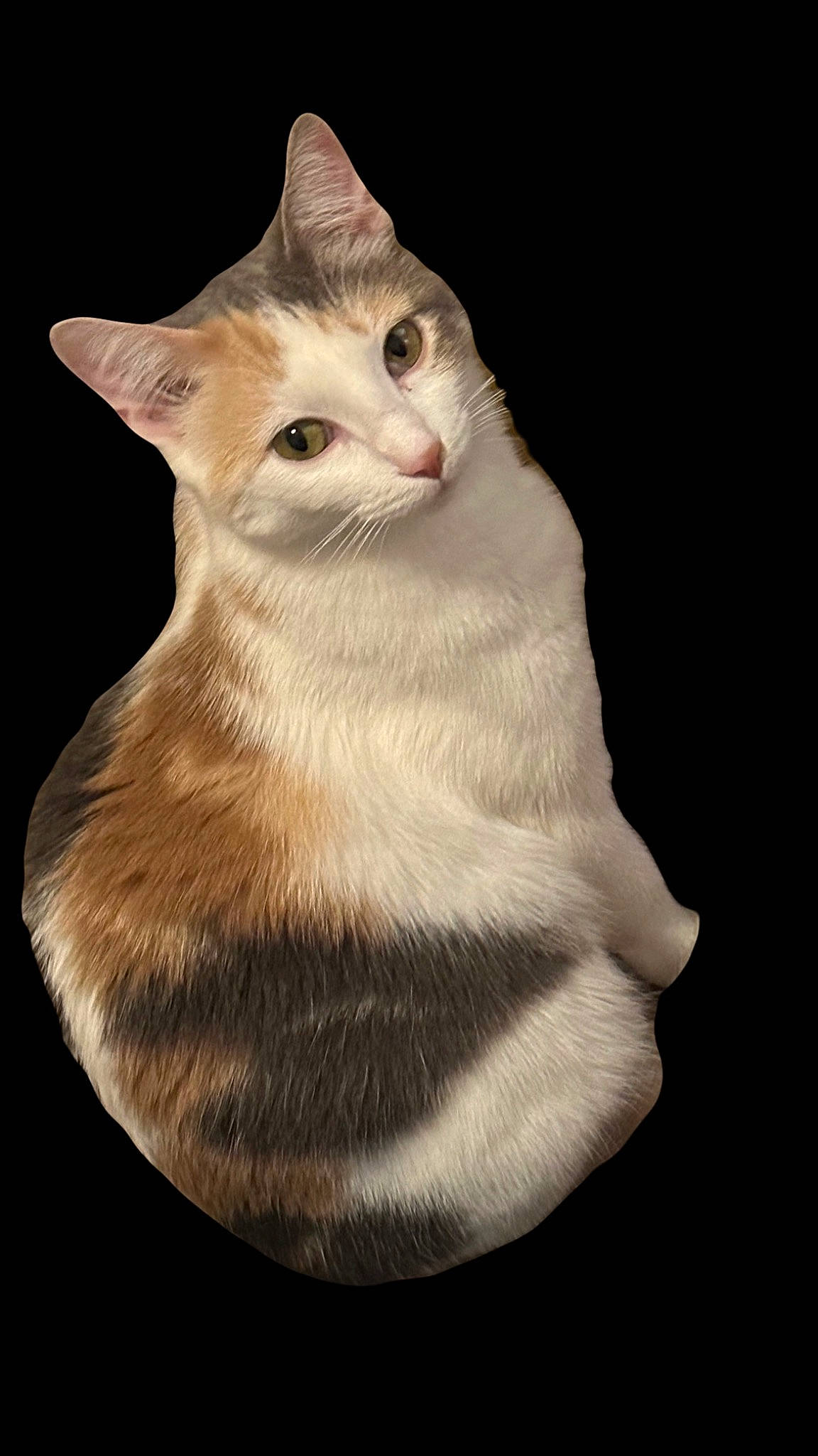 Buttercup joined the competition — help win amazing prizes! art, carnivore, cat, domestic_short_haired_cat, felidae, fur, small_to_medium_sized_cats, snout, tail, terrestrial_animal, whiskers, window