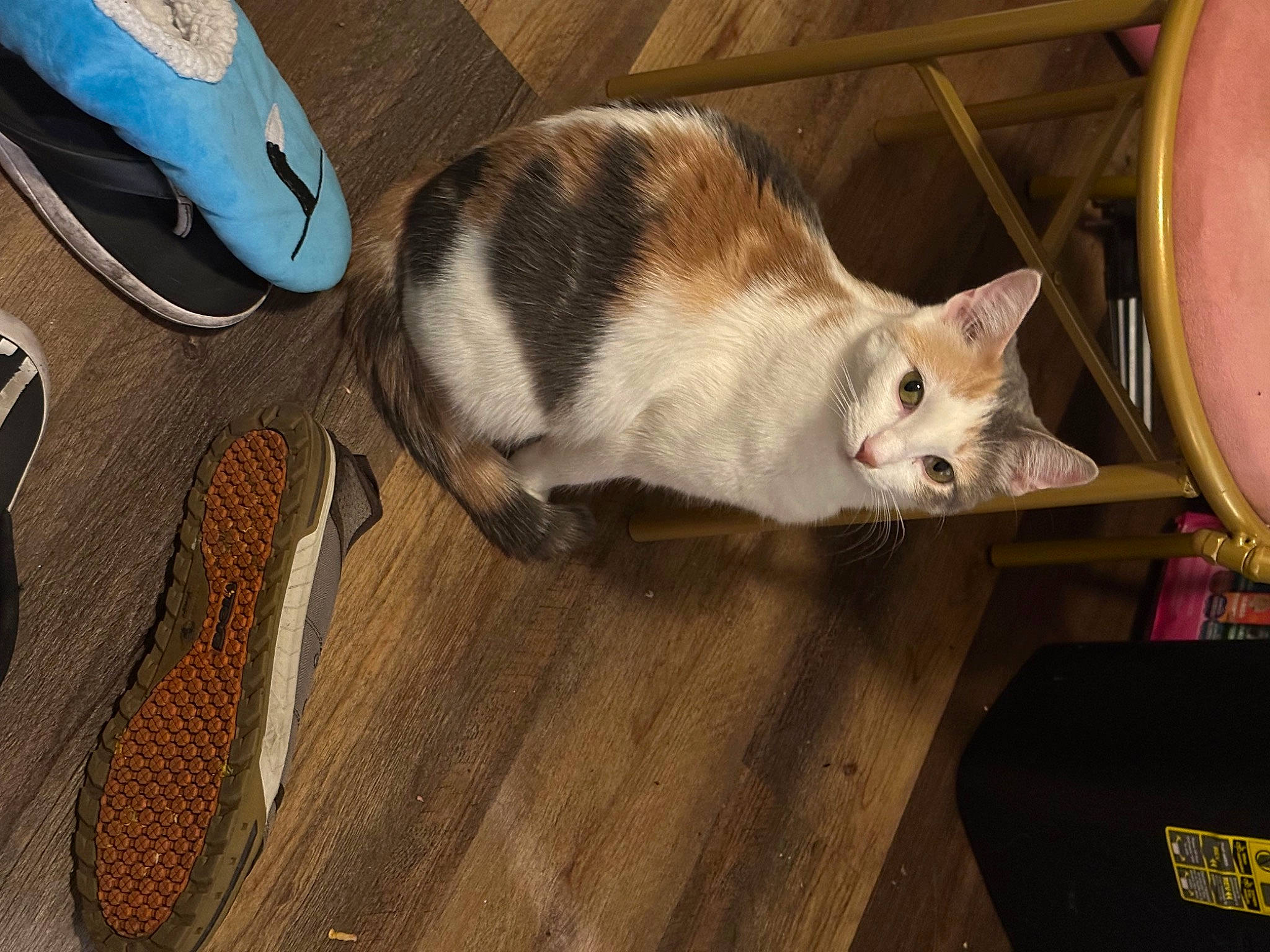 Buttercup is registered to the contest to win money with this photo: box, cardboard, carnivore, cat, comfort, domestic_short_haired_cat, everyday_carry, felidae, flooring, fur, hardwood, luggage_and_bags, small_to_medium_sized_cats, tail, whiskers, wood, wood_flooring