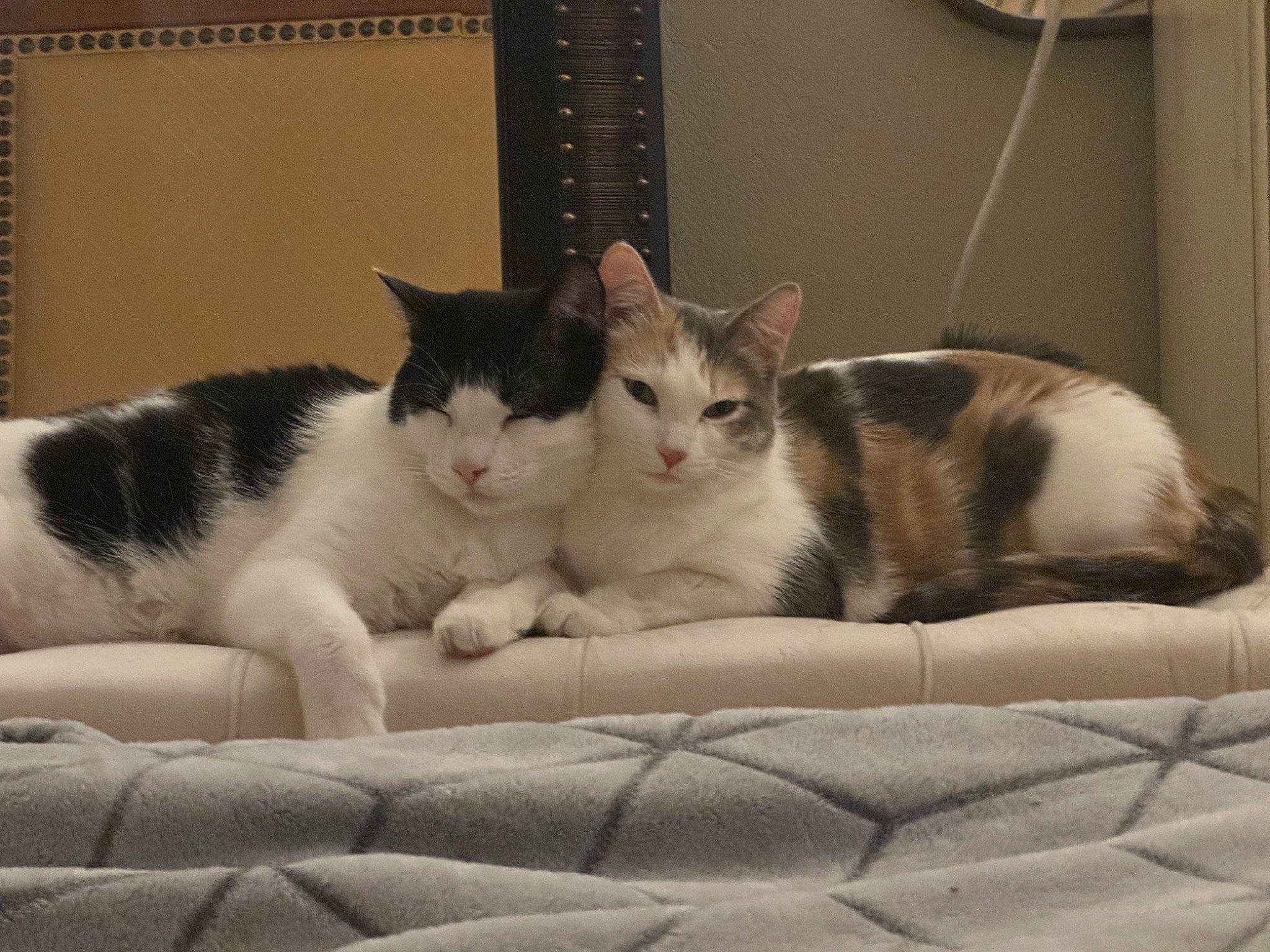 Buttercup is registered to the contest to win money with this photo: carnivore, cat, cat_supply, comfort, domestic_short_haired_cat, felidae, fur, mammal, nap, paw, pet_supply, sitting, small_to_medium_sized_cats, snout, tail, whiskers