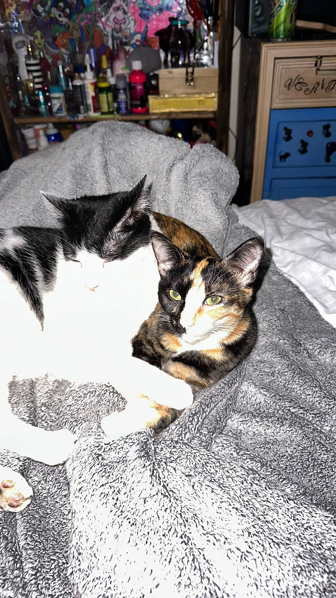 Sissy is registered to the contest to win money with this photo: bedding, bottle, carnivore, cat, claw, comfort, domestic_short_haired_cat, felidae, flooring, fur, linens, nap, paw, picture_frame, room, shelf, small_to_medium_sized_cats, tail, whiskers