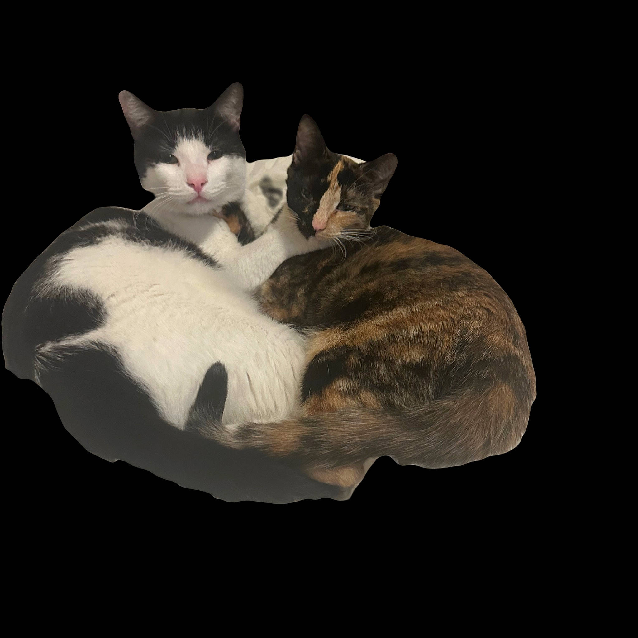 Sissy joined the competition — help win amazing prizes! art, bed, carnivore, cat, comfort, darkness, domestic_short_haired_cat, ear, felidae, fur, grey, monochrome_photography, paw, petal, sitting, small_to_medium_sized_cats, snout, still_life_photography, tail, whiskers