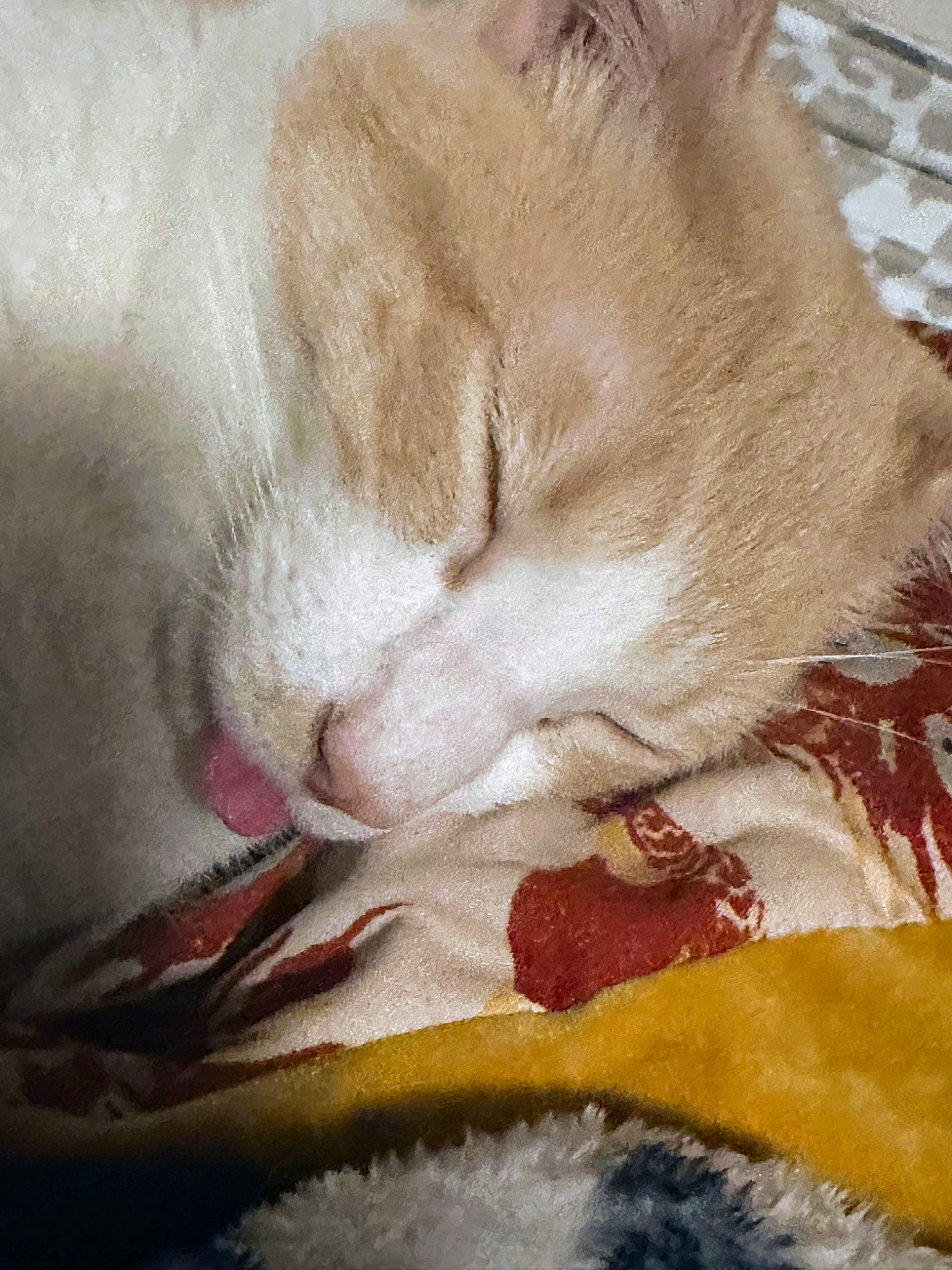 Larry is registered to the contest to win money with this photo: blanket, carmine, carnivore, cat, cat_supply, claw, comfort, domestic_short_haired_cat, fawn, felidae, fur, linens, nap, paw, sleep, small_to_medium_sized_cats, snout, tail, whiskers