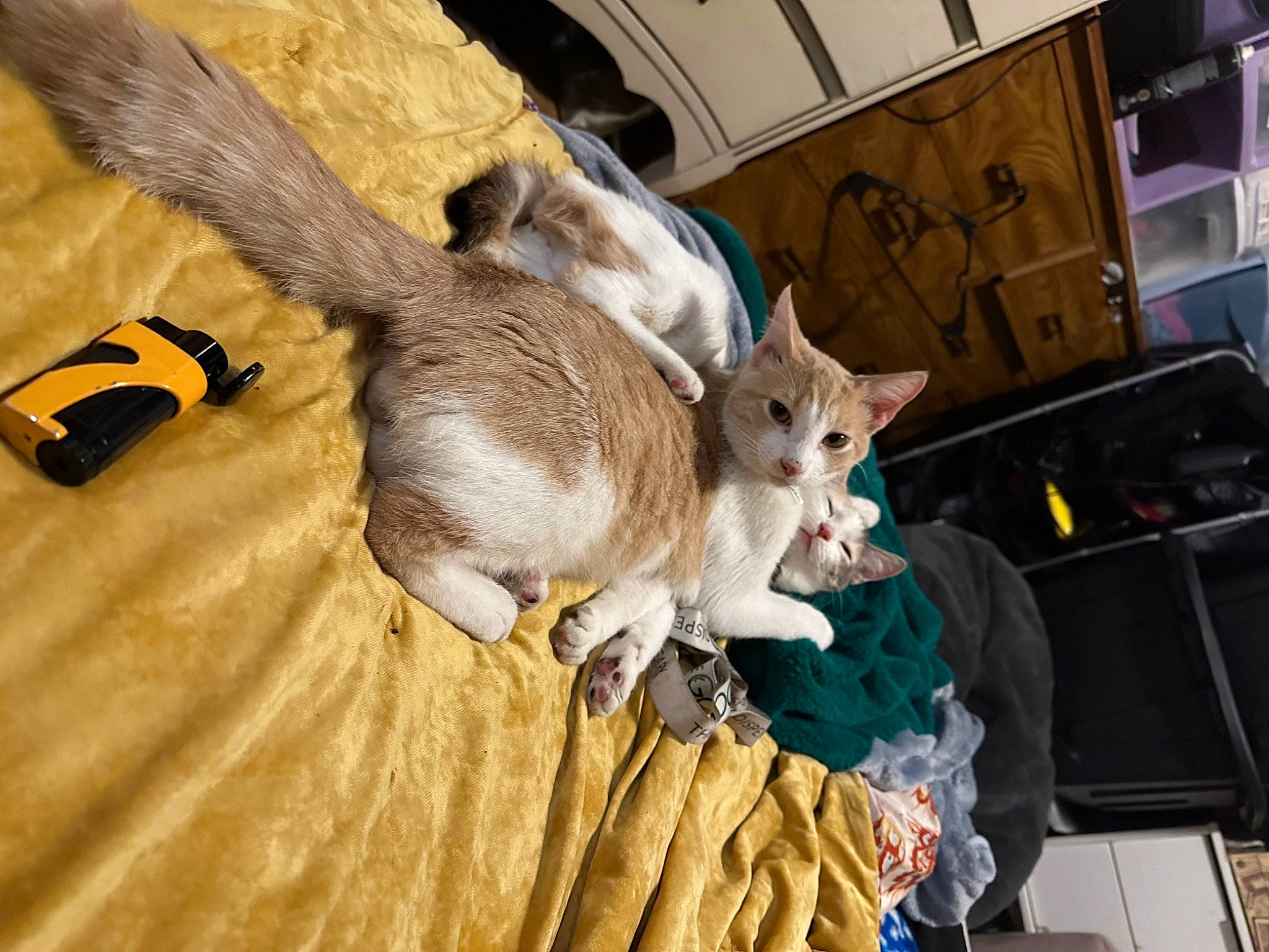 Larry joined the competition — help win amazing prizes! canidae, cat, comfort, companion_dog, dog_breed, domestic_short_haired_cat, fawn, felidae, fur, hardwood, marsupial, muroidea, rabbit, rodent, small_to_medium_sized_cats, tail, thai, whiskers, wood