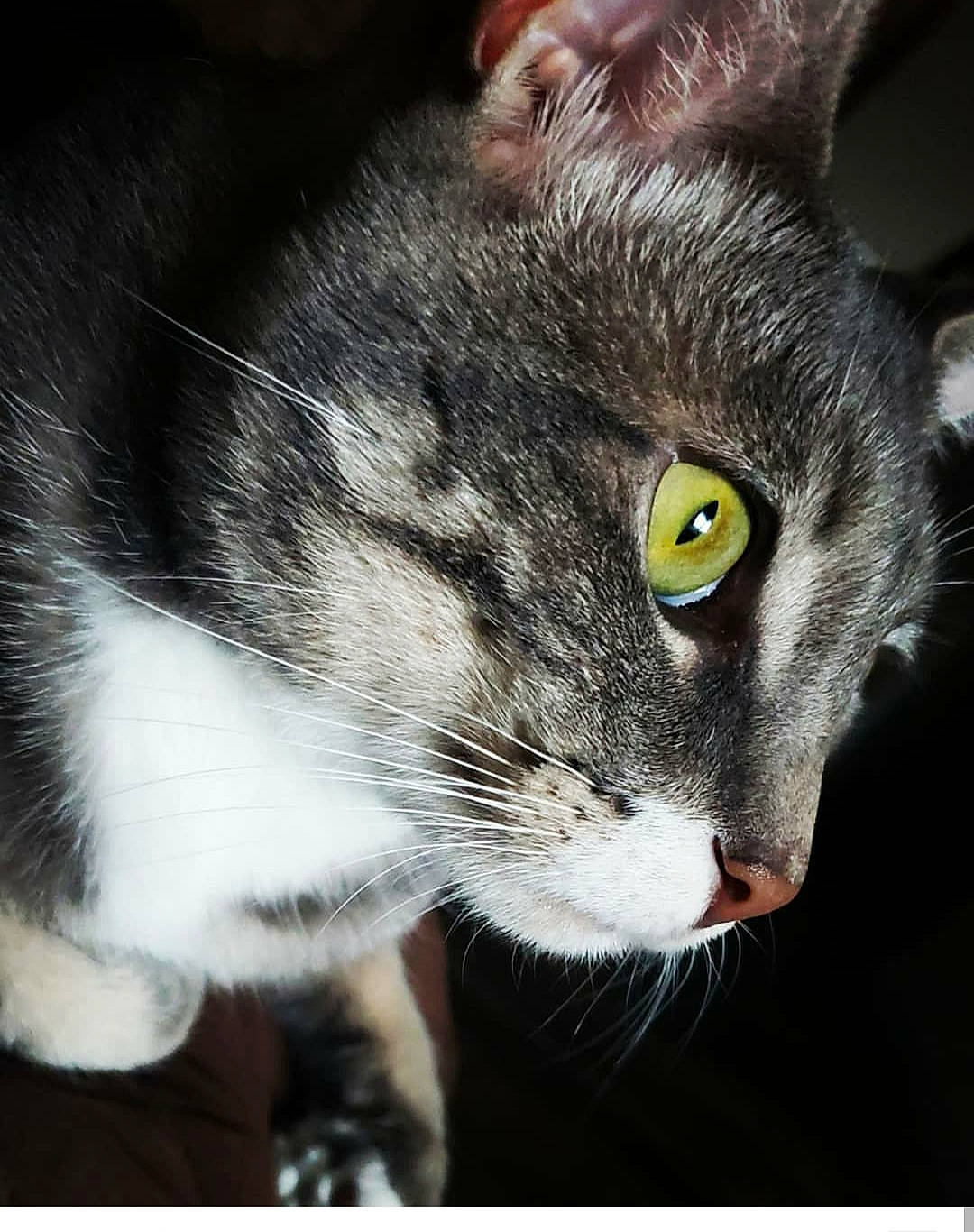 Jeffrey joined the competition — help win amazing prizes! american_wirehair, black_and_white, carnivore, cat, close_up, domestic_short_haired_cat, ear, european_shorthair, eye, felidae, fur, kitten, mammal, nose, photography, polydactyl_cat, small_to_medium_sized_cats, snout, tabby_cat, whiskers