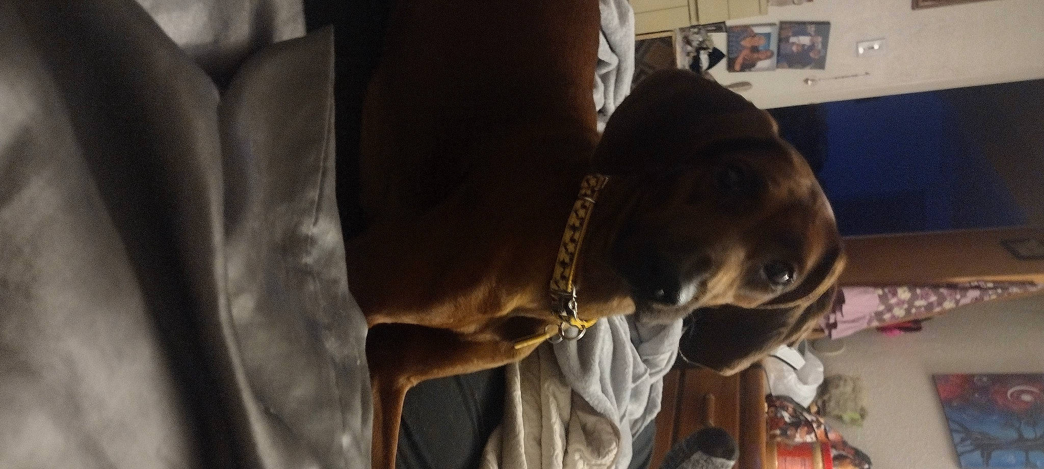 Dobby is registered to the contest to win money with this photo: canidae, carnivore, comfort, dog_breed, fawn, jaw, metal, personal_protective_equipment, snout, sporting_group, wood, working_animal