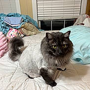 Wolf joined the competition — help win amazing prizes! cat, pet, bed, blanket, pillow, furniture, indoor, animal, fur, shaved, curious, cozy, domestic, resting, window, glasses, chair, household, cute, fluffy