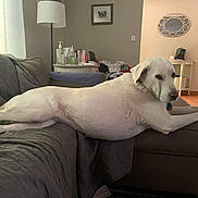 Snowflake is registered to the contest to win money with this photo: dog, white_dog, couch, living_room, lamp, side_table, mirror, flooring, blanket, furniture, pet, relaxed, indoor, home, animal, carpet, curtains, household_items, cozy, resting