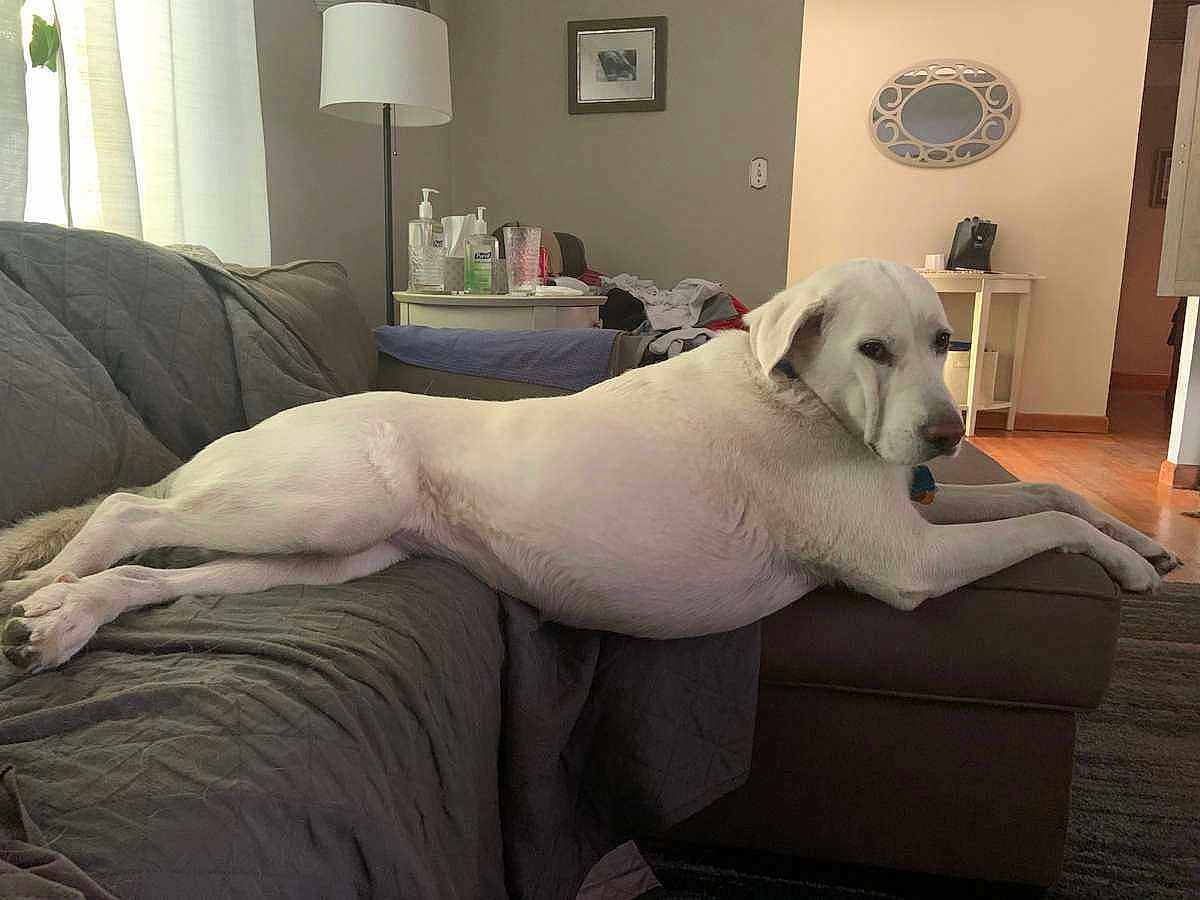 Snowflake is registered to the contest to win money with this photo: dog, white_dog, couch, living_room, lamp, side_table, mirror, flooring, blanket, furniture, pet, relaxed, indoor, home, animal, carpet, curtains, household_items, cozy, resting