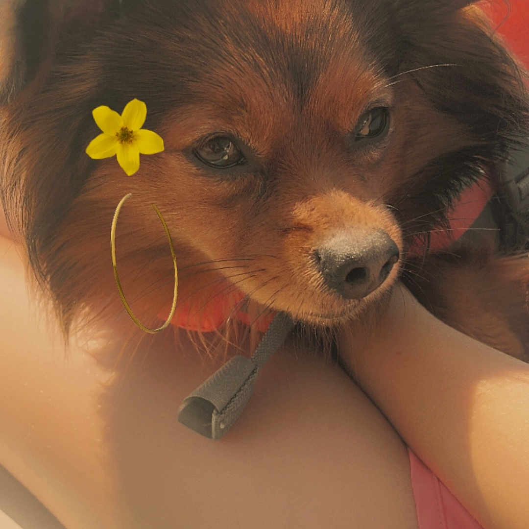 Koda is registered to the contest to win money with this photo: accessories, animal, bikini, canine, clothing, cockerspaniel, dog, face, flower, geranium, head, papillon, person, pet, petal, photography, plant, portrait, puppy, swimwear