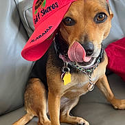 Daisy is registered to the contest to win money with this photo: animal, black_fur, brown_fur, canine, chain, collar, couch, cute, dog, ears, face, indoor, licking_nose, paw, pet, playful, red_cap, sitting, tag, tongue_out