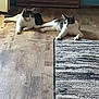 cat, cats, indoor, wood_floor, rug, striped_rug, relaxed, resting, pet, animal, feline, two_cats, natural_light, blue_wall, stacked_wood, domestic, flooring, quiet, home, cozy