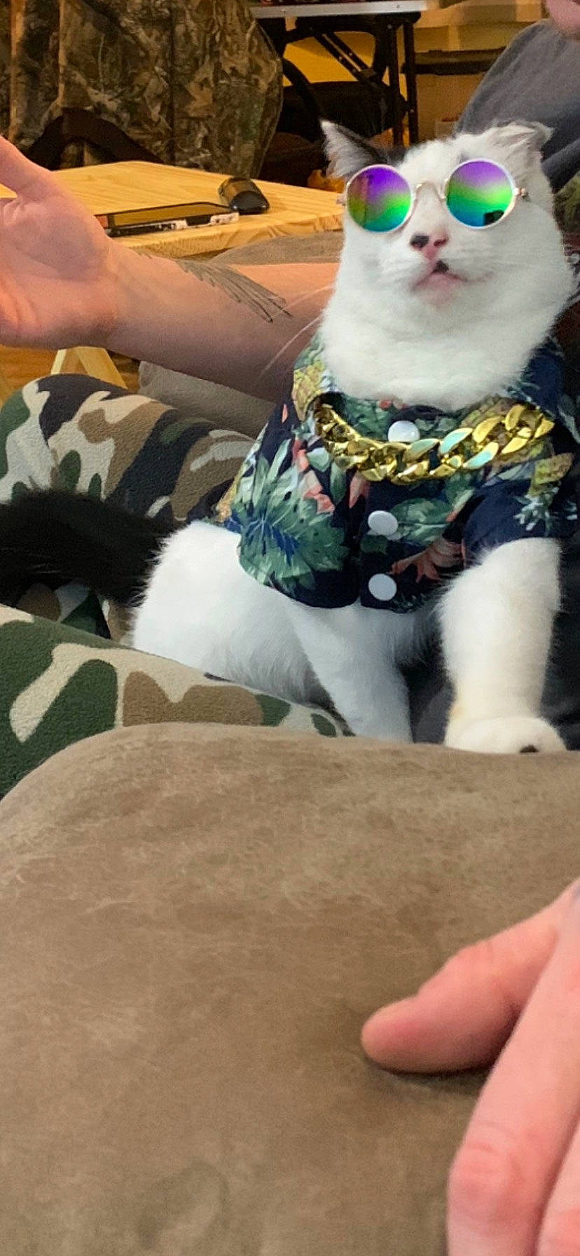 Bubbles is registered to the contest to win money with this photo: carnivore, cat, chair, comfort, companion_dog, couch, eye, eyewear, felidae, fur, glasses, goggles, human_leg, sitting, small_to_medium_sized_cats, sunglasses, tail, thigh, vision_care, whiskers