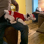 Bubbles is registered to the contest to win money with this photo: animal, blue_wall, casual_clothing, cat, costume, couch, curious, door, furniture, holiday, indoor, jeans, lamp, person, pet, santa_costume, table, tattoo, wooden_floor, yellow_wall