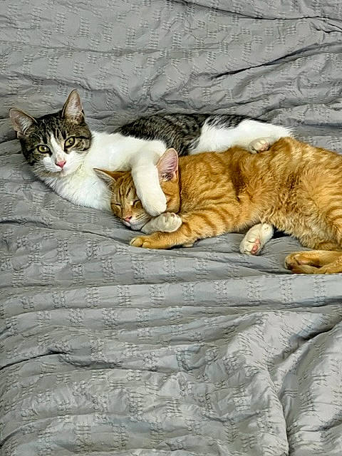 Gilbert And Garfield