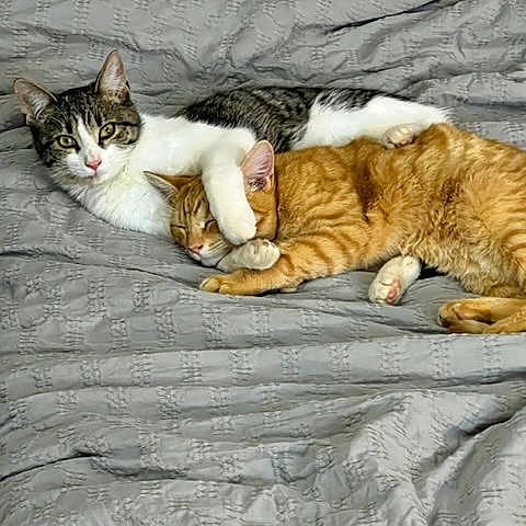 Gilbert And Garfield