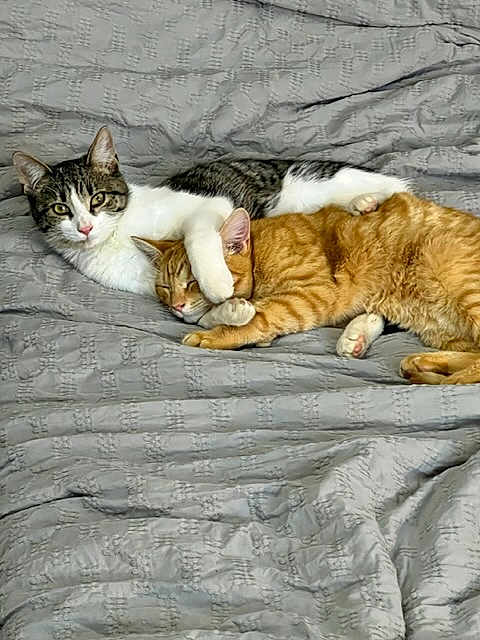 Gilbert And Garfield