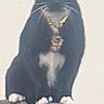 Denny is registered to the contest to win money with this photo: animal, black_cat, cat, closeup, cute, domestic_cat, ears, feline, fence, fur, looking, necklace, outdoor, pendant, pet, portrait, sitting, whiskers, white_paws, wooden_fence