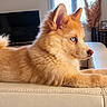 Naya participe au concours pour gagner de l'argent avec cette photo : blue_eye, cabinet, canine, curled_tail, dog, fluffy, home, indoor, lamp, living_room, long_hair, lying_down, pet, pointed_ears, portrait, relaxed, sofa, sunlight, television, window